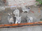 Собаки, щенята Західно-Сибірська лайка, ціна 800 Грн., Фото