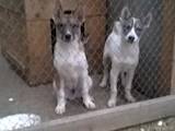 Собаки, щенята Західно-Сибірська лайка, ціна 2500 Грн., Фото