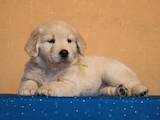 Собаки, щенки Золотистый ретривер, цена 8700 Грн., Фото
