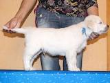 Собаки, щенята Золотистий ретрівер, ціна 8700 Грн., Фото