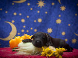 Собаки, щенки Черный терьер, цена 10000 Грн., Фото