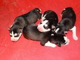 Собаки, щенки Сибирский хаски, цена 6500 Грн., Фото