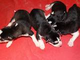 Собаки, щенки Сибирский хаски, цена 6500 Грн., Фото