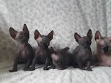Кішки, кошенята Канадський сфінкс, ціна 3000 Грн., Фото