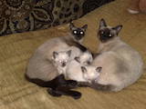 Кішки, кошенята Тайська, ціна 460 Грн., Фото