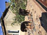 Собаки, щенята Східно-Європейська вівчарка, ціна 3500 Грн., Фото