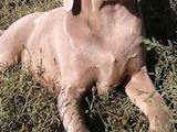 Собаки, щенята Веймарська лягава, ціна 10000 Грн., Фото