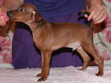 Собаки, щенки Карликовый пинчер, цена 5000 Грн., Фото