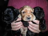 Собаки, щенки Английский коккер, цена 700 Грн., Фото