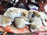 Собаки, щенки Акита-ину, цена 8000 Грн., Фото