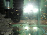 Рибки, акваріуми Рибки, ціна 100 Грн., Фото