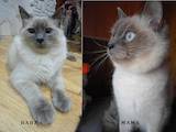 Кішки, кошенята Невськая маскарадна, ціна 1500 Грн., Фото