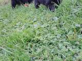 Собаки, щенята Ньюфаундленд, ціна 5500 Грн., Фото