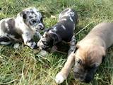 Собаки, щенки Немецкий дог, цена 2500 Грн., Фото