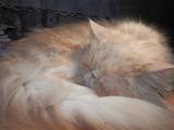 Кошки, котята Персидская, цена 700 Грн., Фото