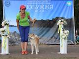 Собаки, щенята Акіта-іну, ціна 20000 Грн., Фото