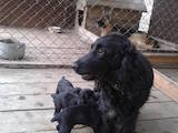 Собаки, щенята Англійська Спрінгер спаніель, ціна 690 Грн., Фото