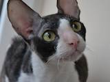 Кошки, котята Корниш-рекс, цена 700 Грн., Фото