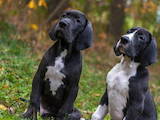 Собаки, щенки Немецкий дог, цена 15000 Грн., Фото