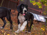 Собаки, щенята Німецький дог, ціна 15000 Грн., Фото