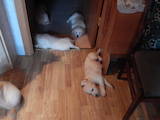 Собаки, щенки Золотистый ретривер, цена 4500 Грн., Фото
