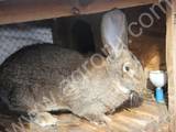Гризуни Кролики, ціна 110 Грн., Фото