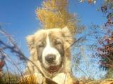 Собаки, щенки Кавказская овчарка, цена 4000 Грн., Фото