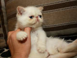Кішки, кошенята Екзотична короткошерста, ціна 5500 Грн., Фото