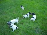 Собаки, щенки Жесткошерстный фокстерьер, цена 1200 Грн., Фото
