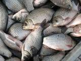 Рыбное хозяйство Рыба живая, мальки, цена 17 Грн., Фото