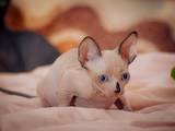 Кошки, котята Донской сфинкс, цена 10000 Грн., Фото