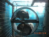 Грызуны Шиншиллы, цена 150 Грн., Фото