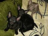 Кішки, кошенята Орієнтальна, ціна 3000 Грн., Фото