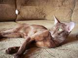 Кошки, котята Ориентальная, цена 3000 Грн., Фото