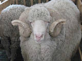 Тваринництво,  Сільгосп тварини Барани, вівці, ціна 25 Грн., Фото