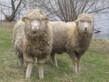 Животноводство,  Сельхоз животные Бараны, овцы, цена 25 Грн., Фото