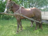 Тваринництво,  Сільгосп тварини Коні, осли, ін., ціна 15000 Грн., Фото