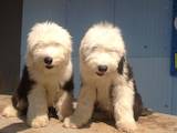 Собаки, щенки Бобтейль, цена 6000 Грн., Фото