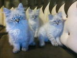 Кішки, кошенята Невськая маскарадна, ціна 4000 Грн., Фото