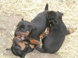 Собаки, щенки Ягдтерьер, цена 1200 Грн., Фото