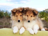 Собаки, щенки Длинношерстный колли, цена 5000 Грн., Фото