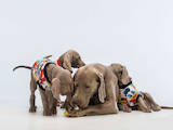 Собаки, щенки Веймарская легавая, цена 5000 Грн., Фото