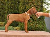 Собаки, щенята Родезійського ріджбек, ціна 1500 Грн., Фото