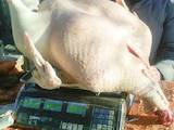 Продовольство М'ясо птиці, ціна 53 Грн./кг., Фото