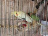Папуги й птахи Папуги, ціна 1500 Грн., Фото