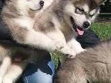 Собаки, щенки Аляскинский маламут, цена 7 Грн., Фото