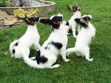 Собаки, щенята Папільон, ціна 5500 Грн., Фото