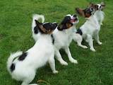 Собаки, щенята Папільон, ціна 5500 Грн., Фото