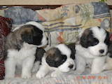 Собаки, щенки Сенбернар, цена 7000 Грн., Фото