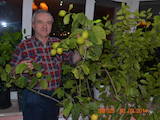 Домашні рослини Цитрусові рослини, ціна 50 Грн., Фото